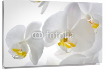Lienzo Orquideas blancas fondo blanco